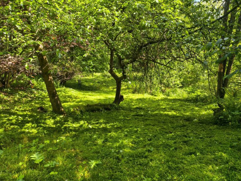 Read more about the article Drewno, dusze i miłość – dzień w Schronisku Duchowym